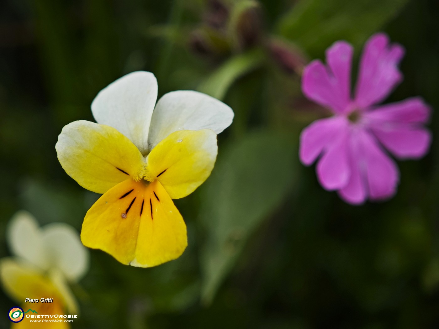 67 Viola biflora (Viola gialla)  con Silene dioica.jpg